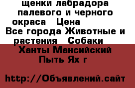 щенки лабрадора палевого и черного окраса › Цена ­ 30 000 - Все города Животные и растения » Собаки   . Ханты-Мансийский,Пыть-Ях г.